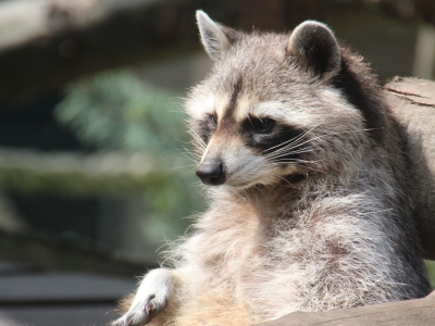 Wasbeer - De Zonnegloed - Dierenpark - Dieren opvangcentrum - Sanctuary
